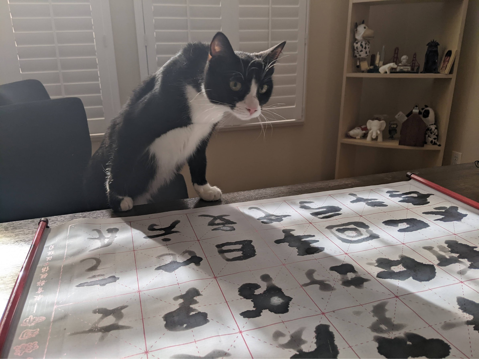 my cat looking at my Chinese letters on a scroll