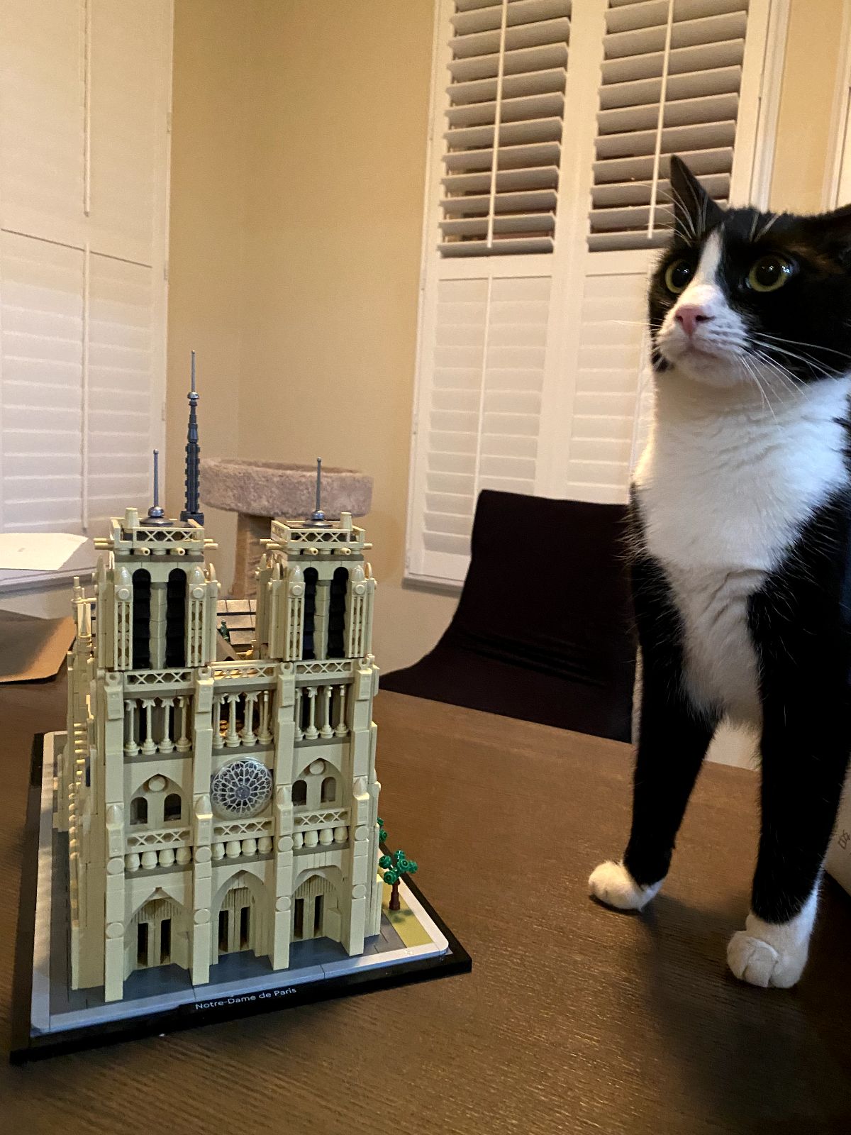 our cat poses with Notre Dame