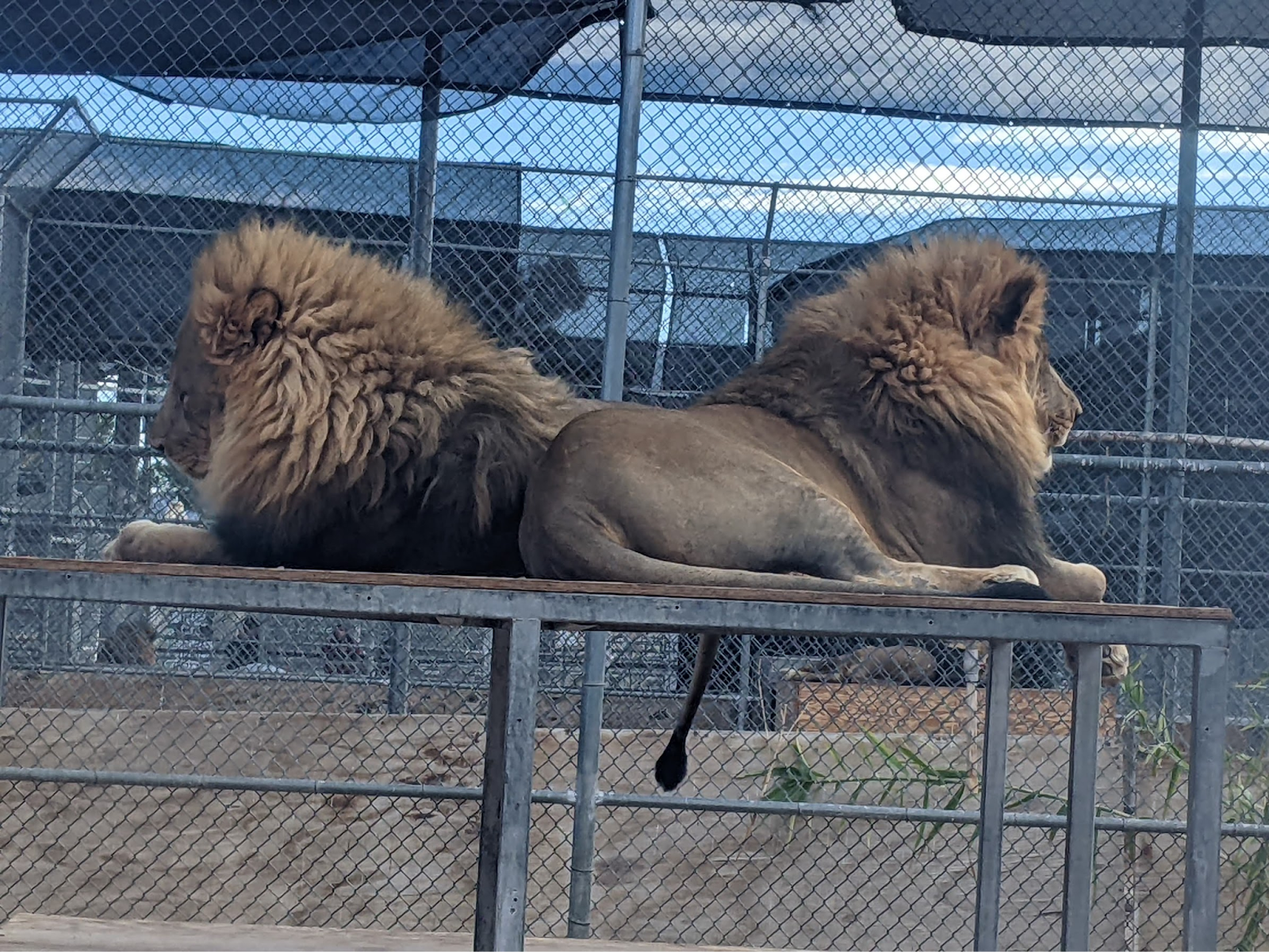 Lion brothers at the Lion Ranch, taken 2024