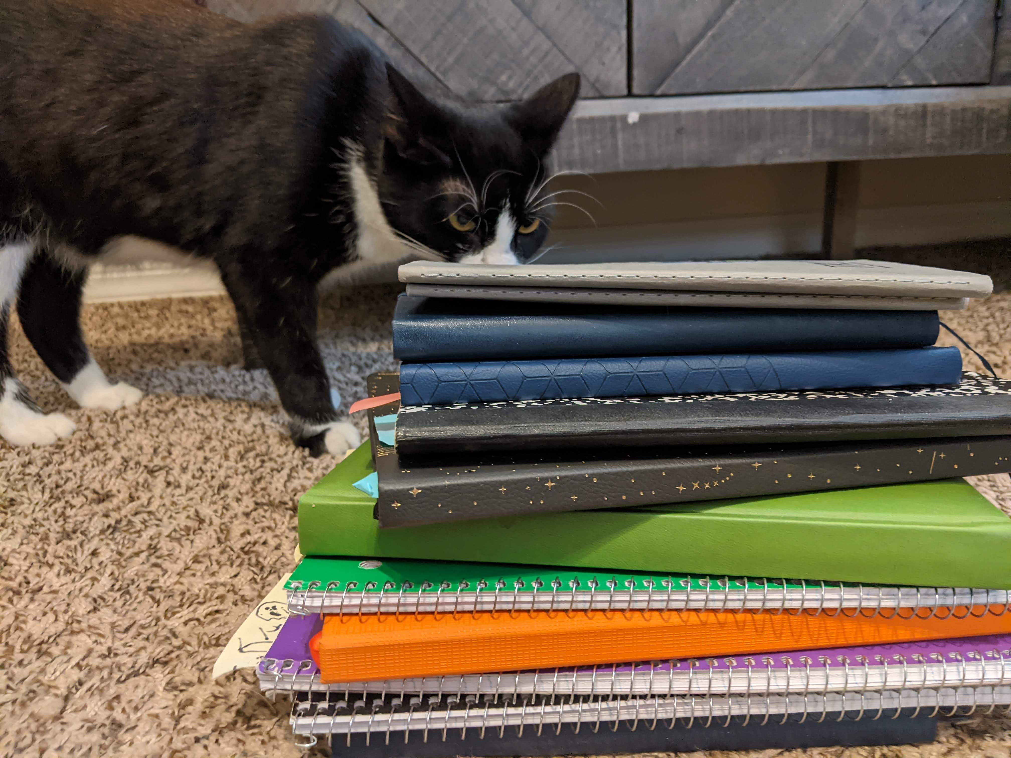 my cat looking at my notebooks